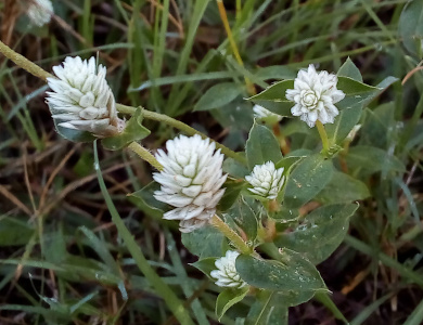 [This plant is vine-link growing in the grass. It has green leaves and what appear to be white flowers except the white part is cone-like with layers of petals.]